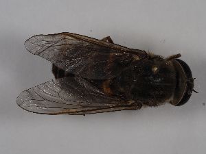  ( - ABOL-BioBlitz 2019 Szucsich-0243)  @11 [ ] CC NCBYSA (2020) Sabine Schoder Naturhistorisches Museum Wien
