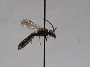  ( - ABOL-BioBlitz 2019 TI_0030_S)  @11 [ ] CC NCBYSA (2020) Schoder Sabine Naturhistorisches Museum Wien