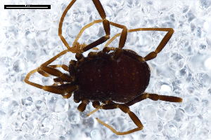  ( - ABOL-24-0002)  @11 [ ] CC-BY (2024) Naturhistorisches Museum Wien Naturhistorisches Museum Wien