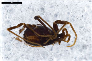  ( - ABOL-24-0002)  @11 [ ] CC-BY (2024) Naturhistorisches Museum Wien Naturhistorisches Museum Wien