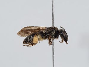  ( - ABOL-19-0826)  @11 [ ] CC-BY-SA (2020) Schoder, Sabine Naturhistorisches Museum Wien