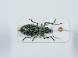  ( - ABOL-BioBlitz 2019 19_1540)  @11 [ ] CC-BY-SA (2021) Schoder Sabine Naturhistorisches Museum Wien
