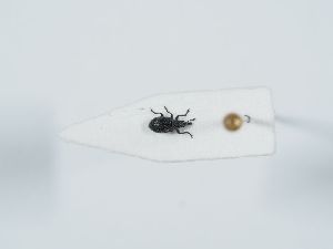  ( - ABOL-BioBlitz 2019 19_1619)  @11 [ ] CC-BY-SA (2021) Schoder Sabine Naturhistorisches Museum Wien