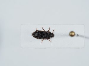  ( - ABOL-BioBlitz 20-0295)  @11 [ ] CC-BY-SA (2021) Schoder Sabine Naturhistorisches Museum Wien