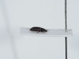  ( - ABOL-BioBlitz 20-0295)  @11 [ ] CC-BY-SA (2021) Schoder Sabine Naturhistorisches Museum Wien