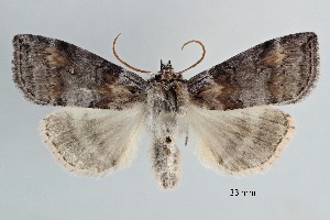  ( - ABOL-25-0816)  @11 [ ] Unspecified (default): All Rights Reserved (2025) Stefan Kirchweger Unspecified