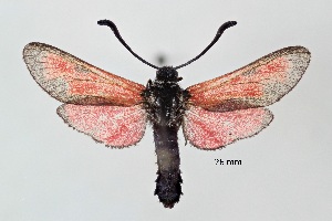  ( - ABOL-25-0883)  @11 [ ] Unspecified (default): All Rights Reserved (2025) Stefan Kirchweger Unspecified