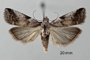  ( - ABOL-25-0846)  @11 [ ] Unspecified (default): All Rights Reserved (2025) Stefan Kirchweger Unspecified