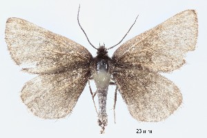  ( - ABOL-25-0823)  @11 [ ] Unspecified (default): All Rights Reserved (2025) Stefan Kirchweger Unspecified