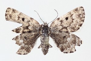  ( - ABOL-25-0824)  @11 [ ] Unspecified (default): All Rights Reserved (2025) Stefan Kirchweger Unspecified