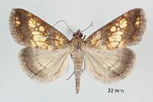  ( - ABOL-25-0903)  @11 [ ] Unspecified (default): All Rights Reserved (2025) Stefan Kirchweger Unspecified