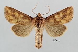  ( - ABOL-25-0840)  @11 [ ] Unspecified (default): All Rights Reserved (2025) Stefan Kirchweger Unspecified