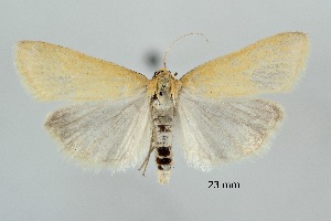  ( - ABOL-25-0888)  @11 [ ] Unspecified (default): All Rights Reserved (2025) Stefan Kirchweger Unspecified