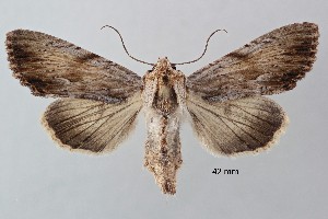  ( - ABOL-25-0833)  @11 [ ] Unspecified (default): All Rights Reserved (2025) Stefan Kirchweger Unspecified