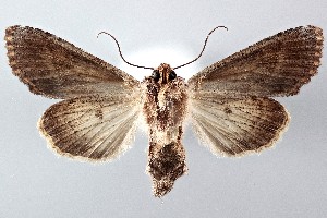  ( - ABOL-25-0833)  @11 [ ] Unspecified (default): All Rights Reserved (2025) Stefan Kirchweger Unspecified