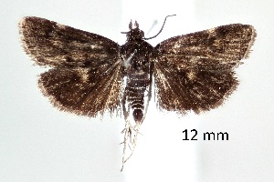  ( - ABOL-25-0904)  @11 [ ] Unspecified (default): All Rights Reserved (2025) Stefan Kirchweger Unspecified