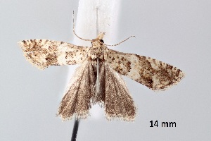  ( - ABOL-25-0874)  @11 [ ] Unspecified (default): All Rights Reserved (2025) Stefan Kirchweger Unspecified