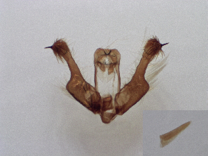  ( - ABOL-25-0874)  @11 [ ] Unspecified (default): All Rights Reserved (2025) Stefan Kirchweger Unspecified