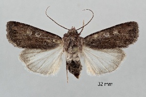  ( - ABOL-25-0838)  @11 [ ] Unspecified (default): All Rights Reserved (2025) Stefan Kirchweger Unspecified