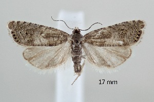  ( - ABOL-25-0895)  @11 [ ] Unspecified (default): All Rights Reserved (2025) Stefan Kirchweger Unspecified