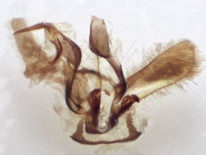  ( - ABOL-25-0860)  @11 [ ] Unspecified (default): All Rights Reserved (2025) Stefan Kirchweger Unspecified