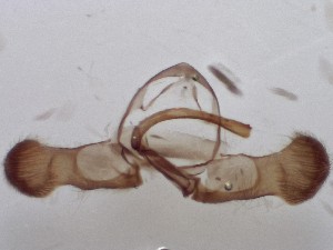  ( - ABOL-25-0865)  @11 [ ] Unspecified (default): All Rights Reserved (2025) Stefan Kirchweger Unspecified