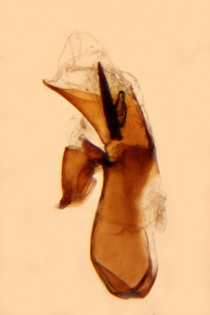  ( - ABOL-25-0875)  @11 [ ] Unspecified (default): All Rights Reserved (2025) Stefan Kirchweger Unspecified