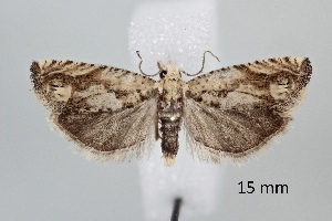  (Eucosma fervidana - ABOL-25-0870)  @11 [ ] Unspecified (default): All Rights Reserved (2025) Stefan Kirchweger Unspecified