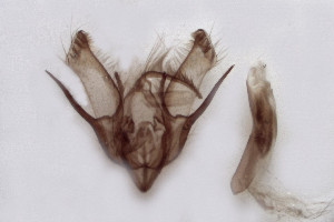  ( - ABOL-25-0837)  @11 [ ] Unspecified (default): All Rights Reserved (2025) Stefan Kirchweger Unspecified