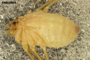  ( - ABOL-24-0009)  @11 [ ] CC-BY (2024) Naturhistorisches Museum Wien Naturhistorisches Museum Wien