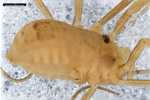  ( - ABOL-24-0004)  @11 [ ] CC-BY (2024) Naturhistorisches Museum Wien Naturhistorisches Museum Wien