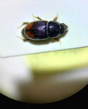  (Agoliinus bidentatus - ABOL-BioBlitz21-0623)  @11 [ ] CC BY-SA (2021) Rabl, Dominik Unspecified