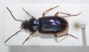  ( - ABOL-BioBlitz22-0744)  @11 [ ] CC-BY-SA (2023) Unspecified private