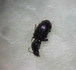  (Dyschirius chalybeus - ABOL-BioBlitz22-1054)  @11 [ ] CC-BY-SA (2023) Unspecified private