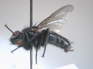  ( - ABOL-24-0264)  @11 [ ] CC-BY (2024) Gerhard Schlüsslmayr Unspecified