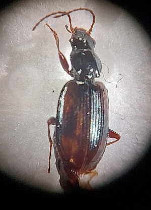  (Bembidion baenningeri - ABOL-BioBlitzUF21_4486)  @11 [ ] CreativeCommons - Attribution Share-Alike (2024) Unspecified University of Vienna