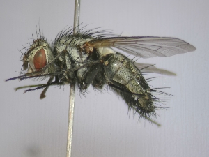  (Bithia demotica - ABOL-25-0710)  @11 [ ] Unspecified (default): All Rights Reserved (2025) Gerhard Schlüsslmayr Unspecified