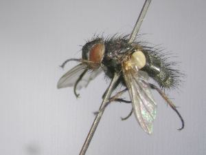  (Carcelia falenaria - ABOL-25-0718)  @11 [ ] Unspecified (default): All Rights Reserved (2025) Gerhard Schlüsslmayr Unspecified