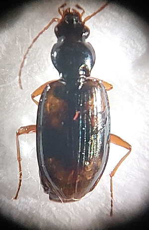  (Bembidion bualei - ABOL-BioBlitzUF21_4488)  @11 [ ] CreativeCommons - Attribution Share-Alike (2024) Unspecified University of Vienna