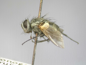  (Conogaster - ABOL-25-0754)  @11 [ ] CC-BY (2025) Gerhard Schlüsslmayr Unspecified