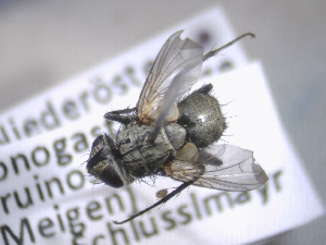  ( - ABOL-25-0754)  @11 [ ] CC-BY (2025) Gerhard Schlüsslmayr Unspecified