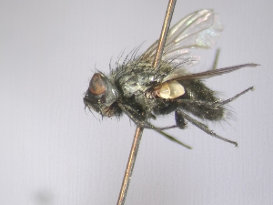  ( - ABOL-25-0755)  @11 [ ] CC-BY (2025) Gerhard Schlüsslmayr Unspecified