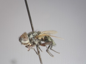  ( - ABOL-25-0813)  @11 [ ] CC-BY (2025) Gerhard Schlüsslmayr Unspecified