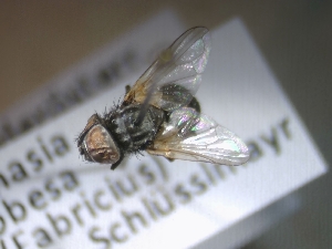  ( - ABOL-25-0813)  @11 [ ] CC-BY (2025) Gerhard Schlüsslmayr Unspecified