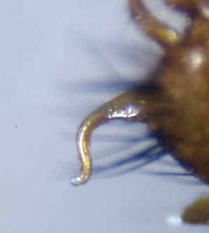  ( - ABOL-BioBlitz21-9008)  @11 [ ] CC BY-SA (2021) Timaeus, Lorin Unspecified