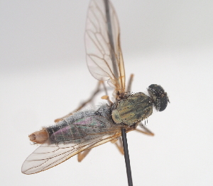 ( - ABOL-BioBlitz21-9008)  @11 [ ] CC BY-SA (2021) Timaeus, Lorin Unspecified