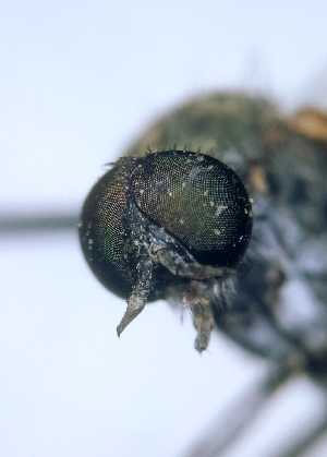  ( - ABOL-BioBlitz21-9008)  @11 [ ] CC BY-SA (2021) Timaeus, Lorin Unspecified
