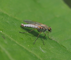  ( - ABOL-BioBlitz21-9008)  @11 [ ] CC BY-SA (2021) Timaeus, Lorin Unspecified