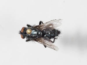  ( - ABOL-24-0282)  @11 [ ] CC-BY (2024) Gerhard Schlüsslmayr Unspecified