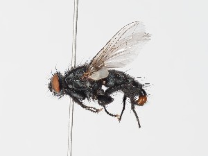  ( - ABOL-24-0282)  @11 [ ] CC-BY (2024) Gerhard Schlüsslmayr Unspecified